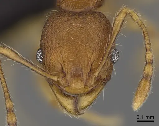 Pheidole longipilosa - CASENT0235043