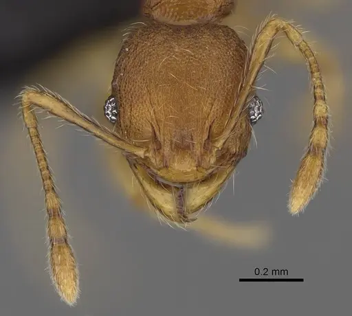 Pheidole longipilosa - CASENT0235043