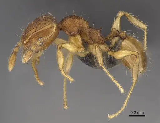 Pheidole longipilosa - CASENT0235043