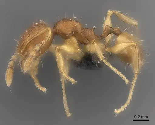 Pheidole longipilosa - CASENT0235043