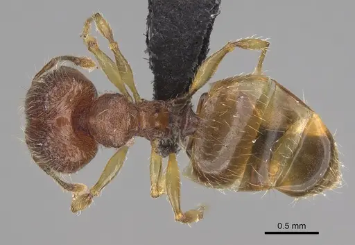 Pheidole longipilosa - CASENT0496936