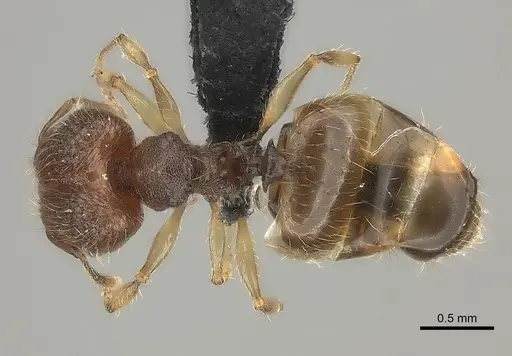 Pheidole longipilosa - CASENT0496936