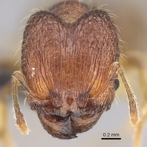 Pheidole longipilosa - CASENT0496936