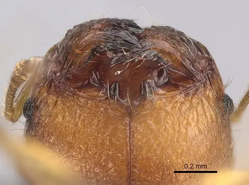 Pheidole longipilosa - CASENT0496936