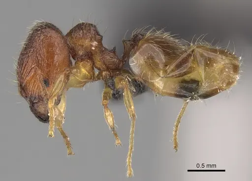 Pheidole longipilosa - CASENT0496936