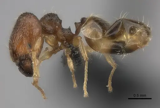Pheidole longipilosa - CASENT0496936