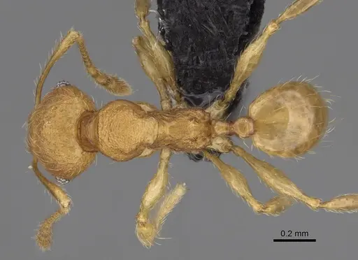 Pheidole longipilosa - CASENT0498297