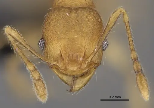 Pheidole longipilosa - CASENT0498297