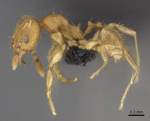 Pheidole longipilosa - CASENT0498297