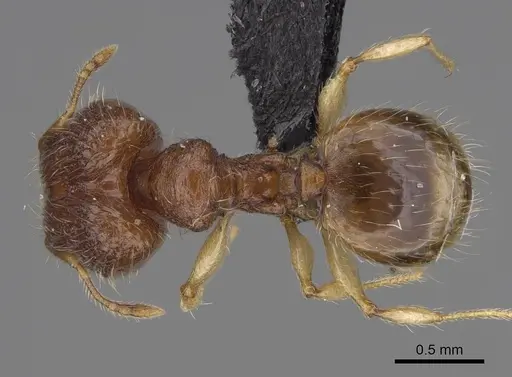 Pheidole longipilosa - CASENT0498298