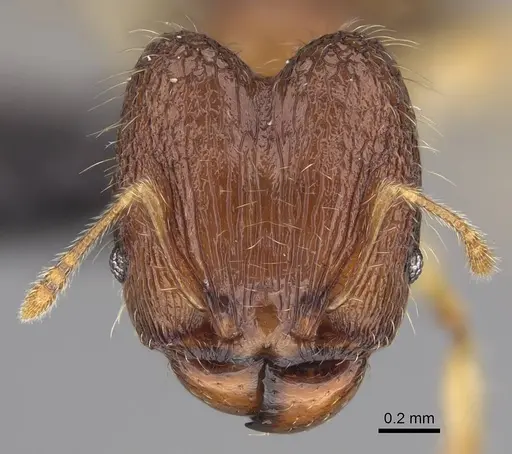 Pheidole longipilosa - CASENT0498298