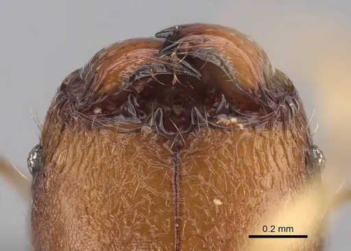 Pheidole longipilosa - CASENT0498298