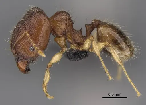Pheidole longipilosa - CASENT0498298
