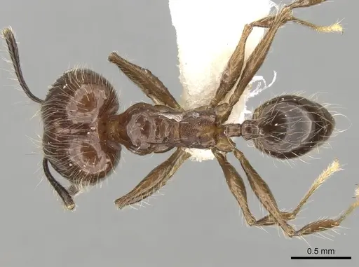 Pheidole longiscapa specimen