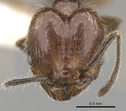 Pheidole longiscapa specimen