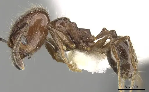 Pheidole longiscapa specimen