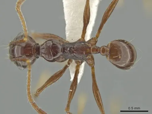 Pheidole longiseta specimen