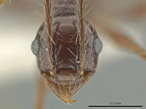 Pheidole longiseta specimen