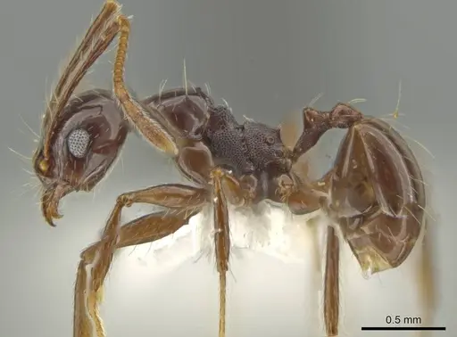 Pheidole longiseta specimen