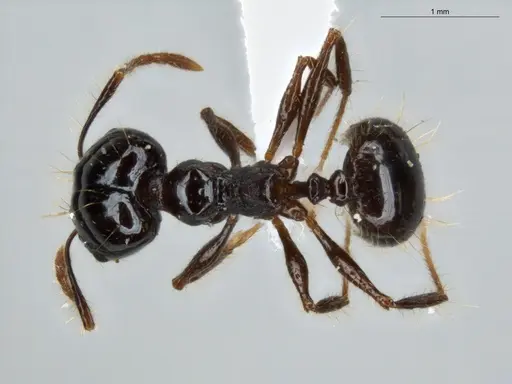 Pheidole longiseta - ECOFOG-IT14-0267-42-S