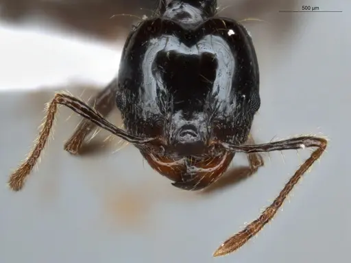 Pheidole longiseta - ECOFOG-IT14-0267-42-S