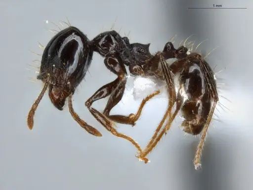 Pheidole longiseta - ECOFOG-IT14-0267-42-S