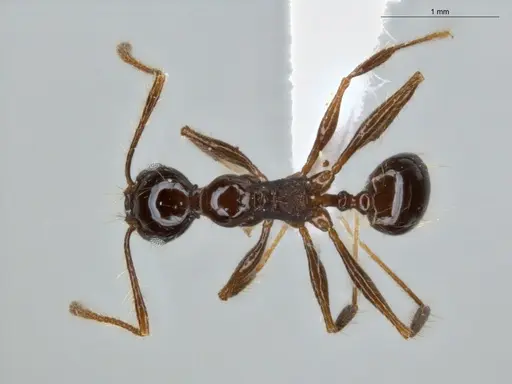 Pheidole longiseta - ECOFOG-IT14-0267-42