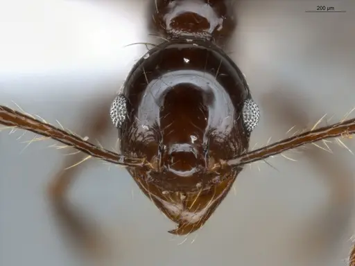 Pheidole longiseta - ECOFOG-IT14-0267-42