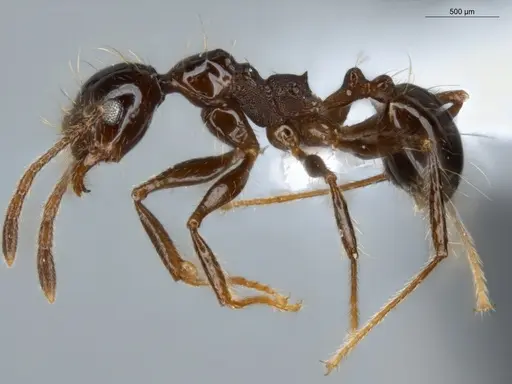 Pheidole longiseta - ECOFOG-IT14-0267-42