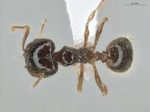 Pheidole longiseta - ECOFOG-IT14-0951-10-S