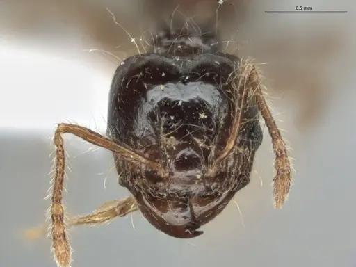Pheidole longiseta - ECOFOG-IT14-0951-10-S