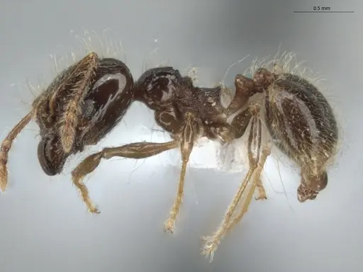 Pheidole longiseta - ECOFOG-IT14-0951-10-S