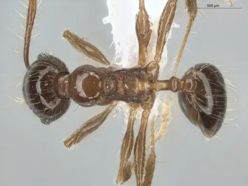 Pheidole longiseta - ECOFOG-IT14-0951-10