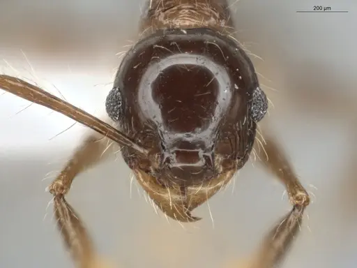 Pheidole longiseta - ECOFOG-IT14-0951-10