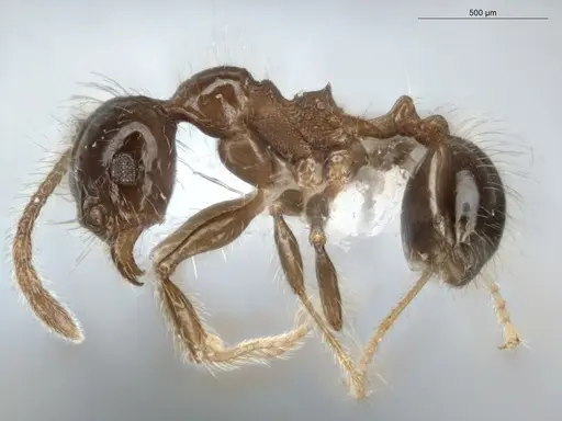 Pheidole longiseta - ECOFOG-IT14-0951-10
