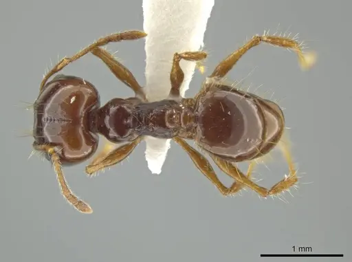 Pheidole longiseta - JTLC000016438