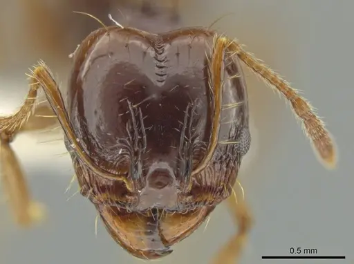 Pheidole longiseta - JTLC000016438