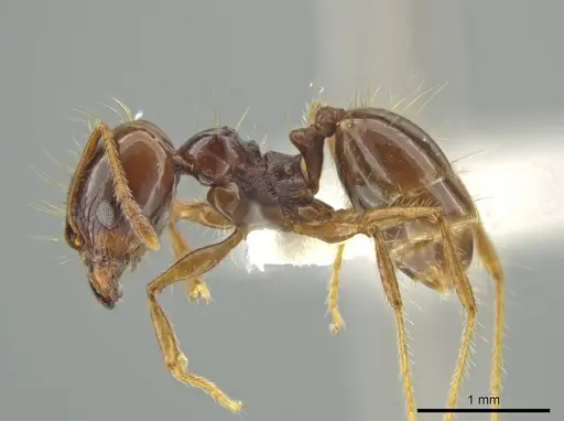 Pheidole longiseta - JTLC000016438