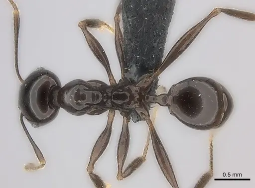 Pheidole longispinosa specimen