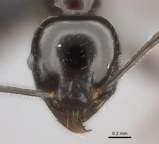 Pheidole longispinosa specimen