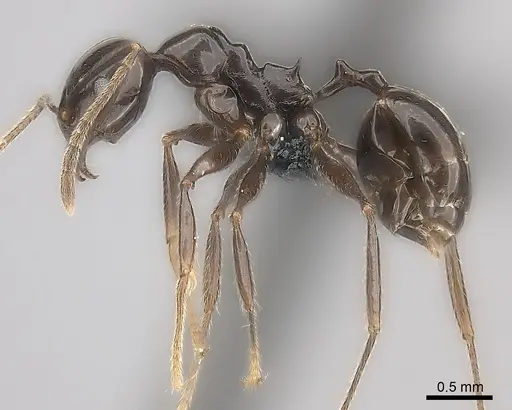 Pheidole longispinosa specimen