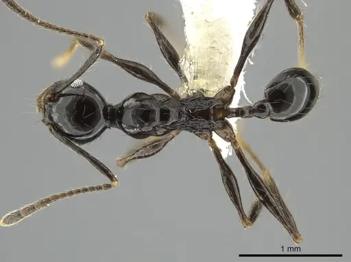 Pheidole lourothi specimen