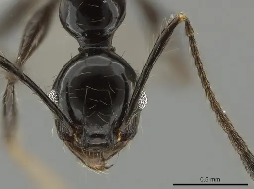 Pheidole lourothi specimen