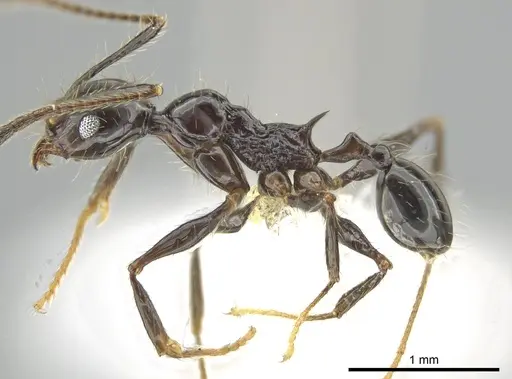 Pheidole lourothi specimen