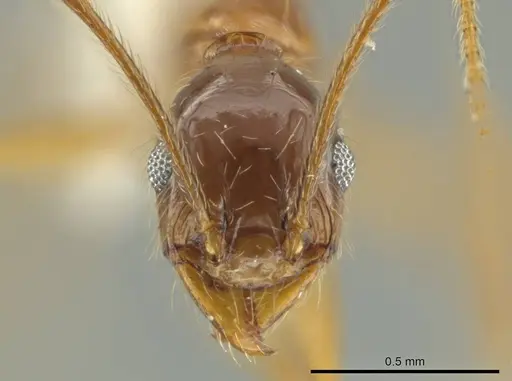 Pheidole lovejoyi specimen