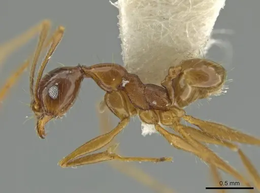 Pheidole lovejoyi specimen