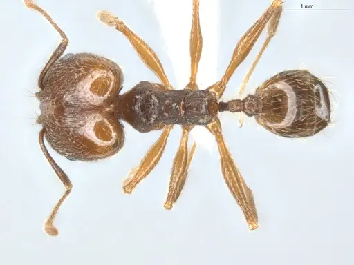 Pheidole lovejoyi - ECOFOG-CGR20-0032-07-S