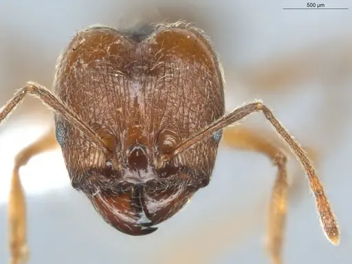 Pheidole lovejoyi - ECOFOG-CGR20-0032-07-S