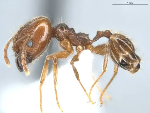 Pheidole lovejoyi - ECOFOG-CGR20-0032-07-S