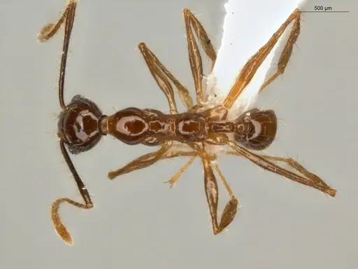 Pheidole lovejoyi - ECOFOG-IT14-0402-07